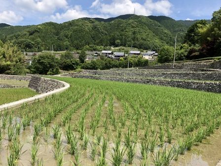 深野棚田11