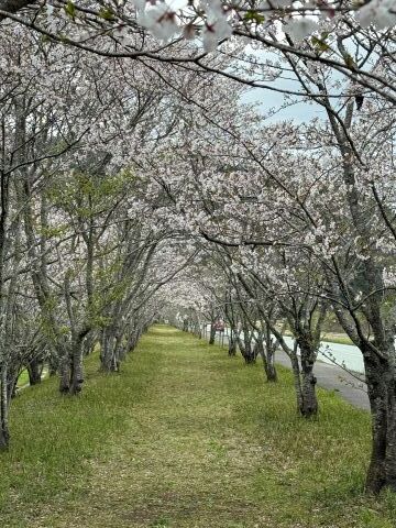 櫛田川桜トンネル