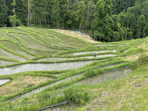 丸山千枚田3