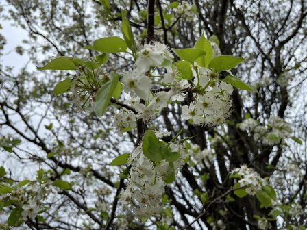 �ԥ饹���ԥΡ���