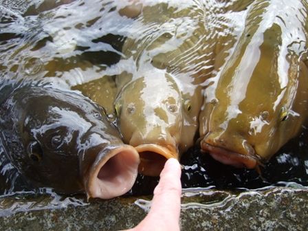 ���ӥ���