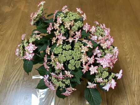 Êì¤ÎÆü»çÍÛ²Ö