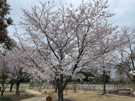 ���ᥤ�襷��