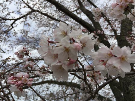 桜花