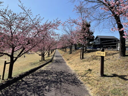 �ܥ�С����ź�