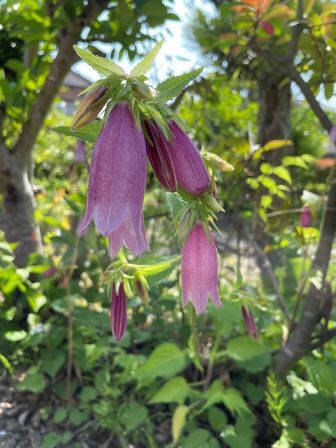 �ۥ���֥���