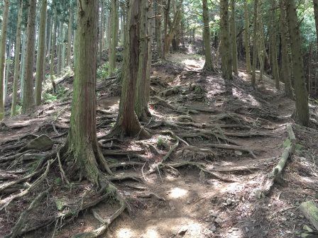 登山道