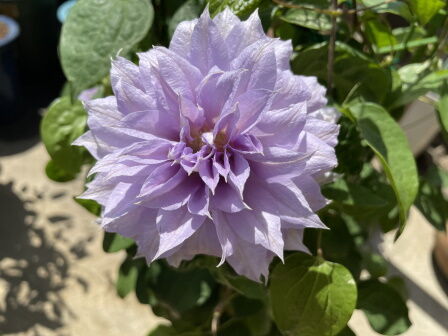 ����ޥ���2