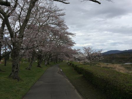 桜2017