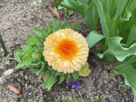 �ޥ꡼�������