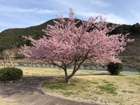 河津桜