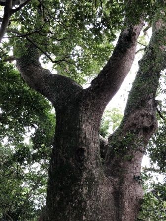 ���ɤ�������