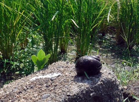 田んぼ2019・ジャンボタニシ発見！ 三重県四日市 : ガレージ服部