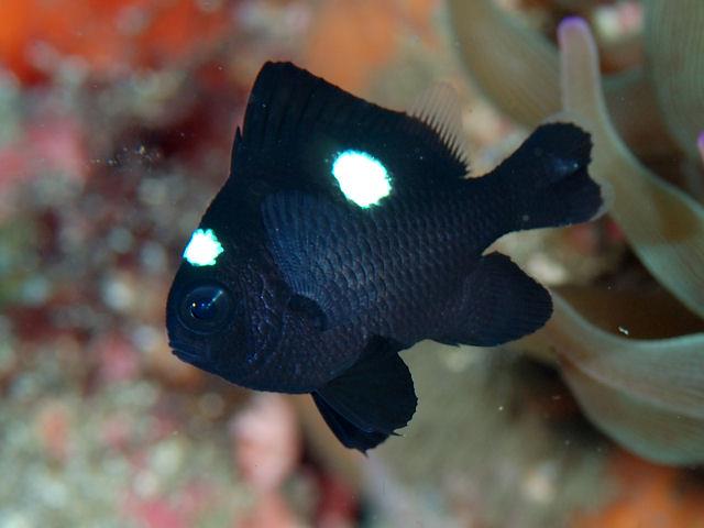 セブで人気の海水魚の紹介 Damsel Fishes その4 海水魚の卸し屋さん セブで人気の海水魚の紹介 Damsel Fishes その4 海水魚の卸し屋さん