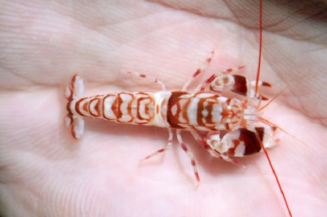 セブで人気の海水魚の紹介 shrimps エビの仲間 その2 海水魚の卸し屋さん