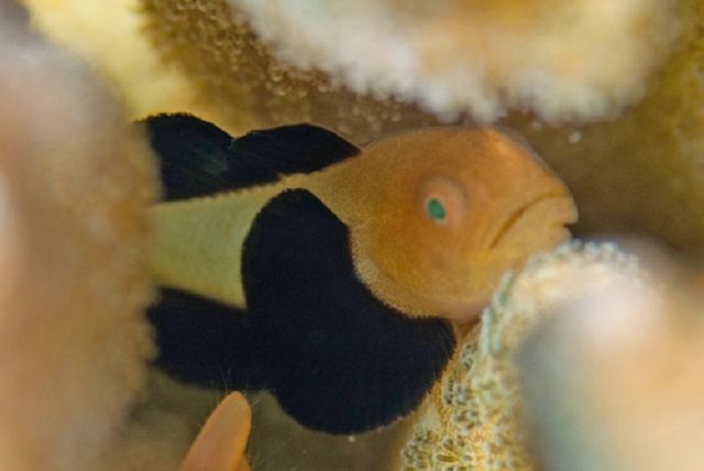 セブで人気の海水魚の紹介 Gobies ハゼの仲間 その３ 海水魚の卸し屋さん