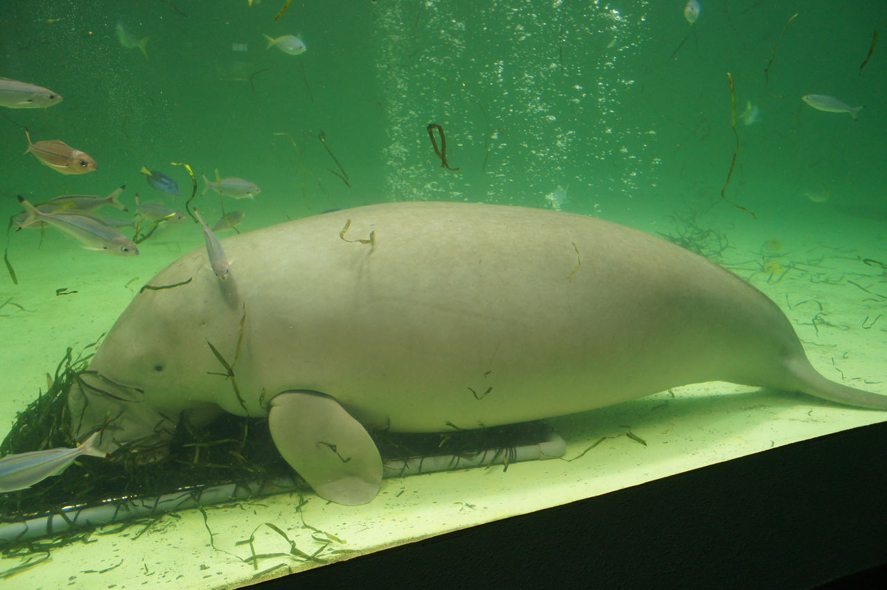 鳥羽水族館 人魚の海 Rlog