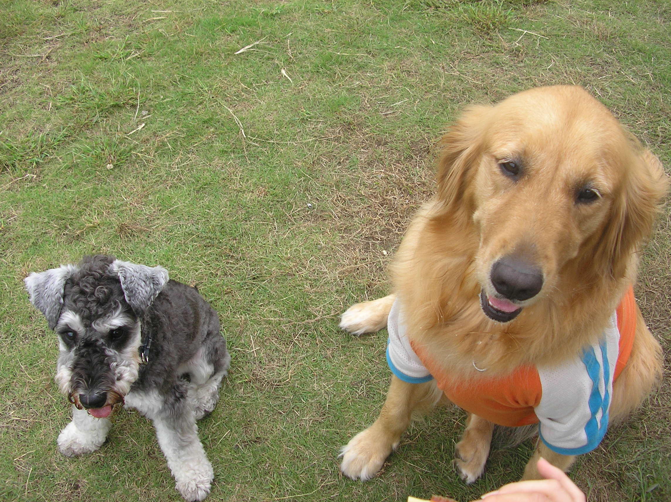 ドッグラン Y S Blog