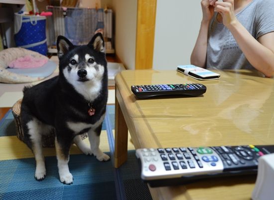 椅子に座るじじ 黒柴じじの徒然日誌