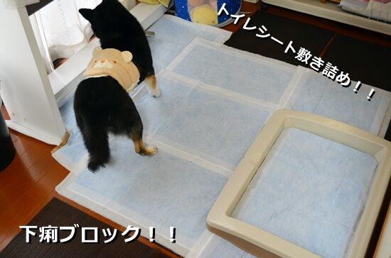 腹巻デビューのお腹のその後 黒柴じじの徒然日誌