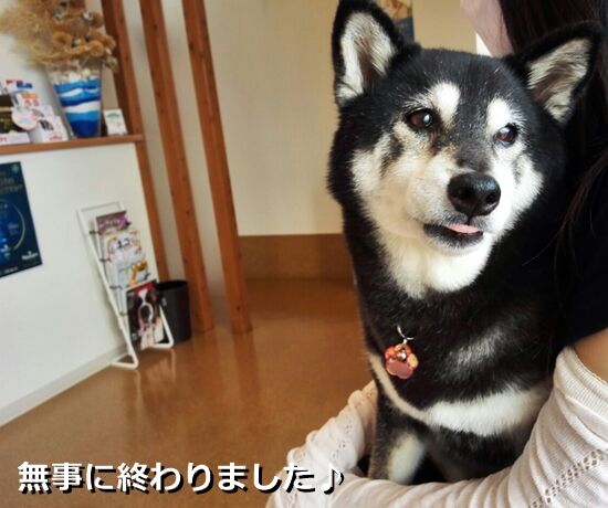 朝からお目目が開かないよ 黒柴じじの徒然日誌 朝からお目目が開かないよ 黒柴じじの徒然日誌