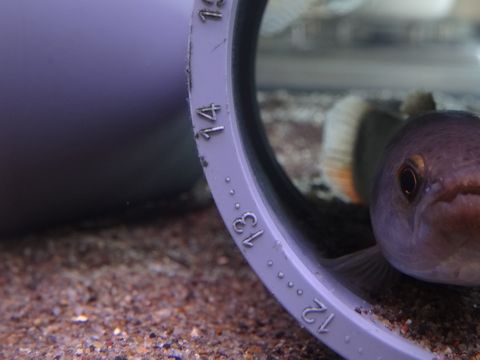 ポリプテルス 混泳のすゝめ パープルレインボー ホーリー編 Ys Aqua