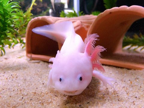 アクアリウム 第5水槽立ち上げ ウーパールーパー水槽完成 Ys Aqua アクアリウム 第5水槽立ち上げ ウーパールーパー水槽完成 Ys Aqua