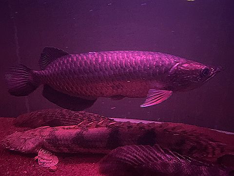 アロワナ ノーザン バラムンディ購入 優雅な姿に酔いしれる Ys Aqua