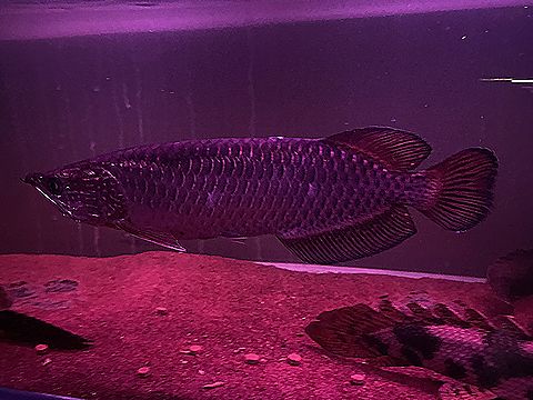 アロワナ ノーザン バラムンディ購入 優雅な姿に酔いしれる Ys Aqua