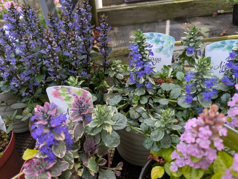 PXL_20260403_063617095