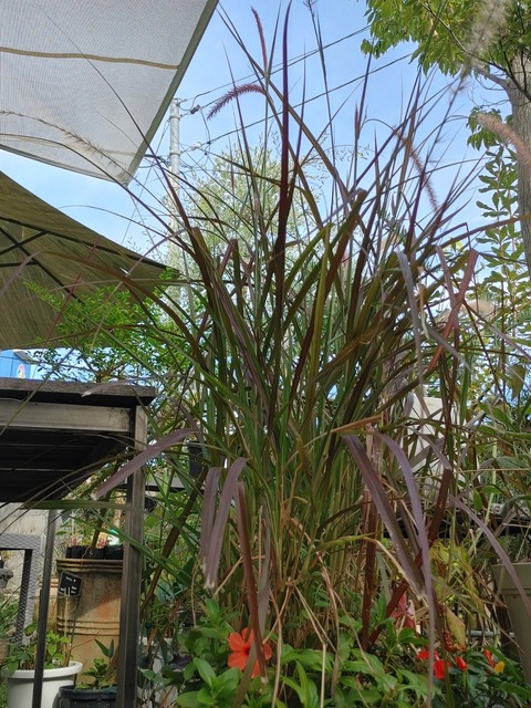 IMG00853_HDR