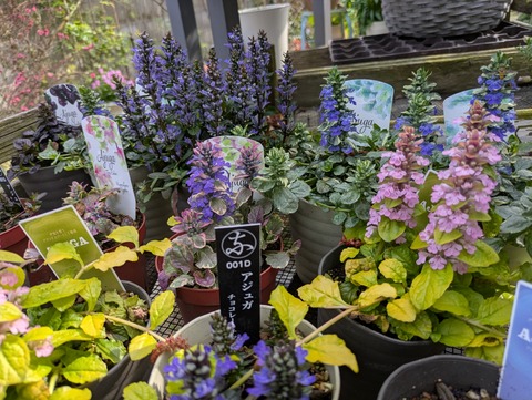 PXL_20260403_063611537