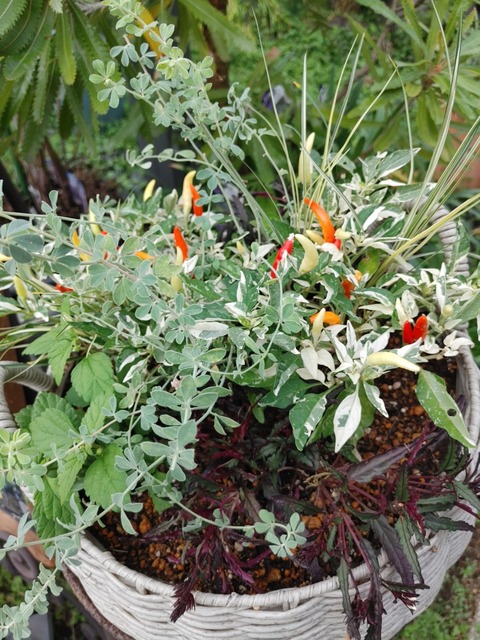 IMG00165_HDR