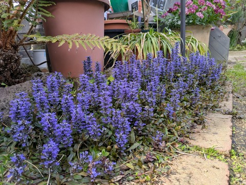 PXL_20260403_063638510