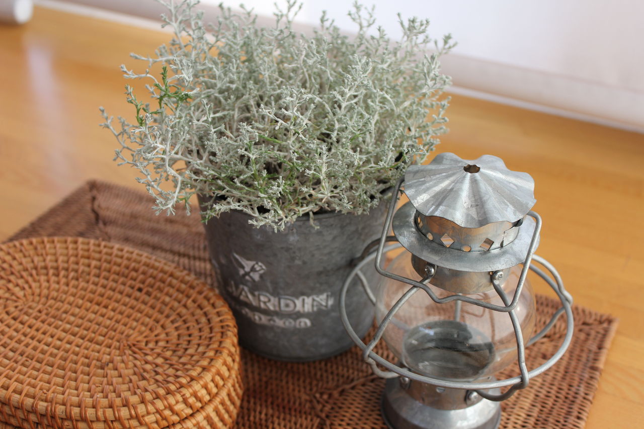 乾燥に強い植物を 50代からのシンプルライフ 乾燥に強い植物を 50代からのシンプルライフ