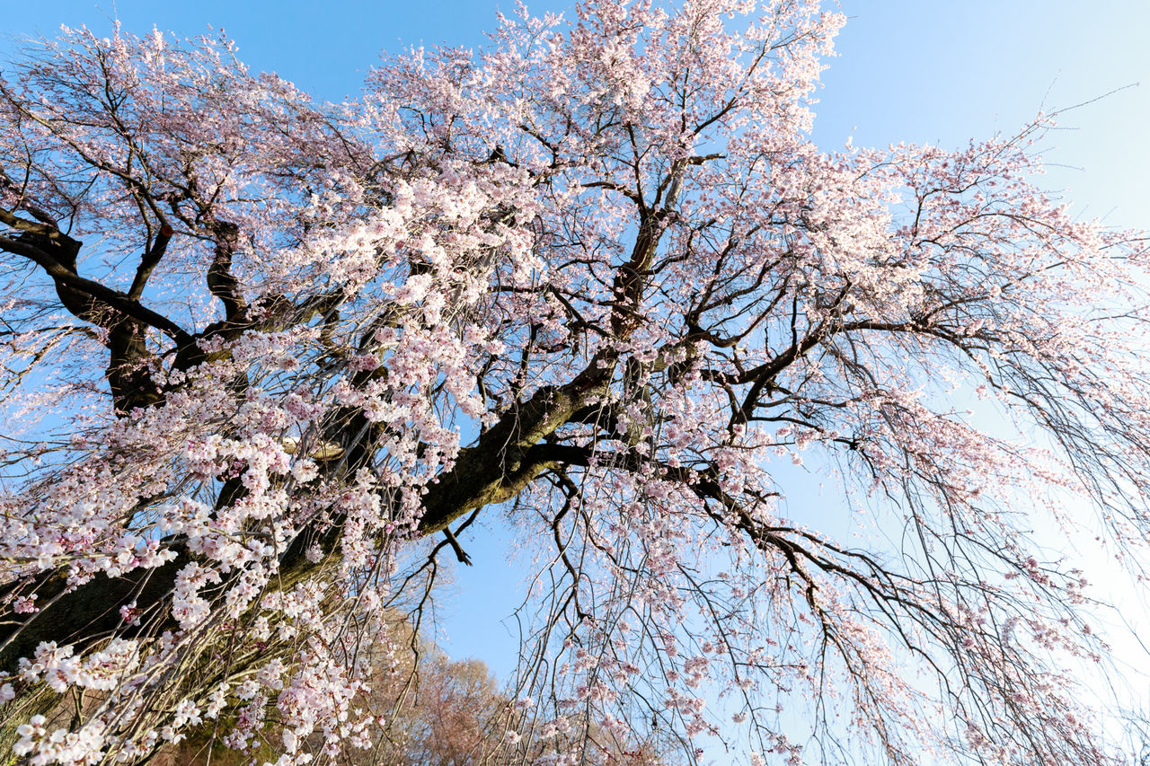 桜爛漫 テツの写真館part 桜爛漫 テツの写真館part