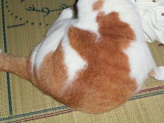 あえてタイトルつけたくない肉の塊