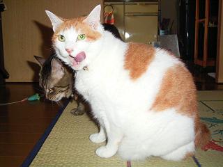 カロリー気にしない結果がコレ