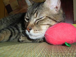 あれこれ言い訳してるけど、面倒くさかったんじゃないの?