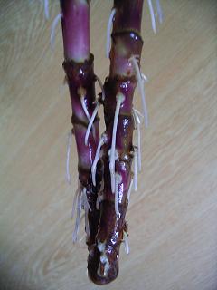 ドラセナの発根 Catmint Room 2