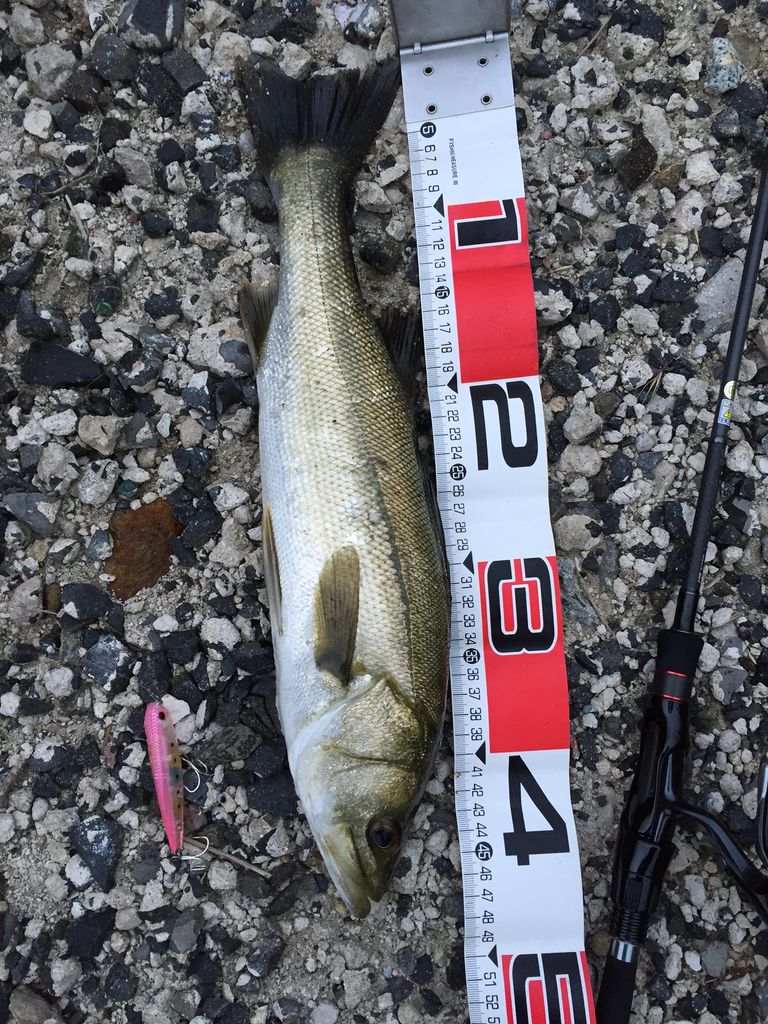 トップで釣れない時に試すべき事 ワンダー 上場企業を40歳で早期退職するワイ君の日常 仮