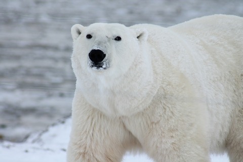 polar-bear-404314_1920