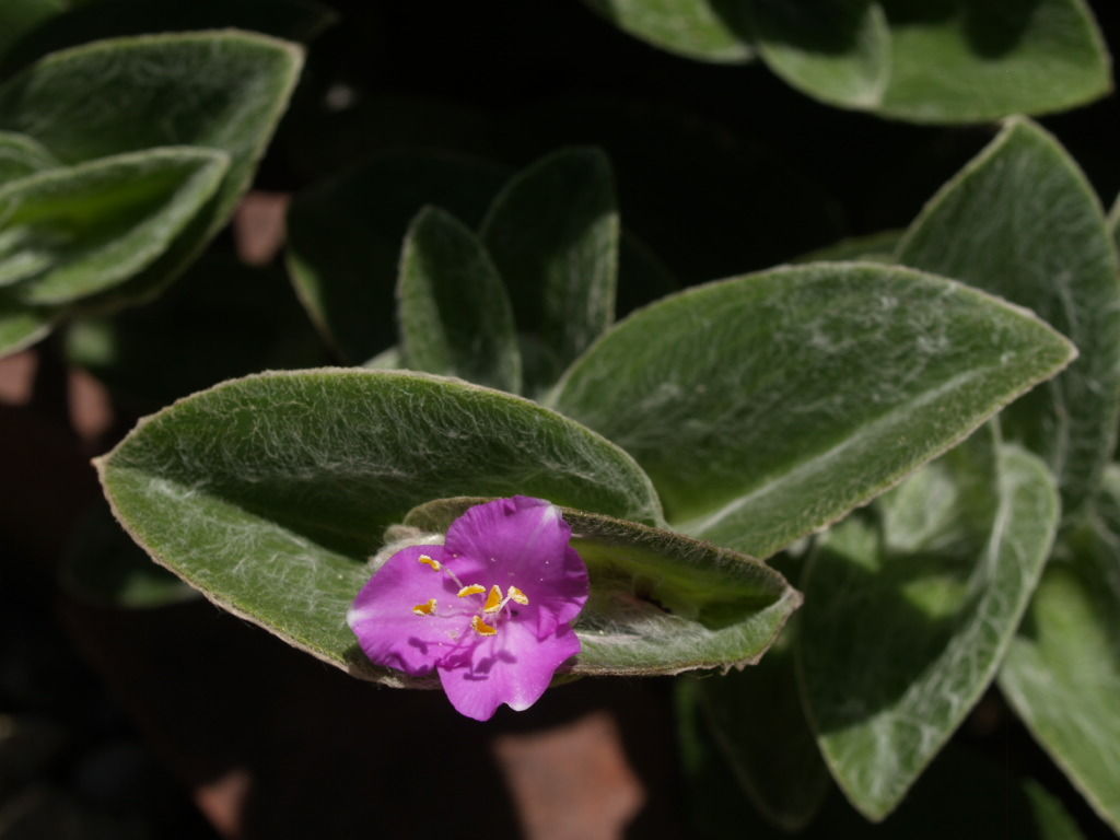 庭の花 ホワイトベルベット 花ジイ Yskのblog 庭の花 ホワイトベルベット 花ジイ Yskのblog