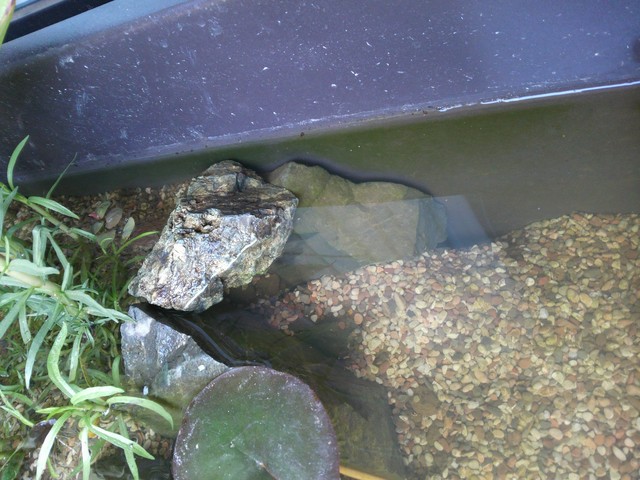 ぬるま湯温泉 ビオトープ