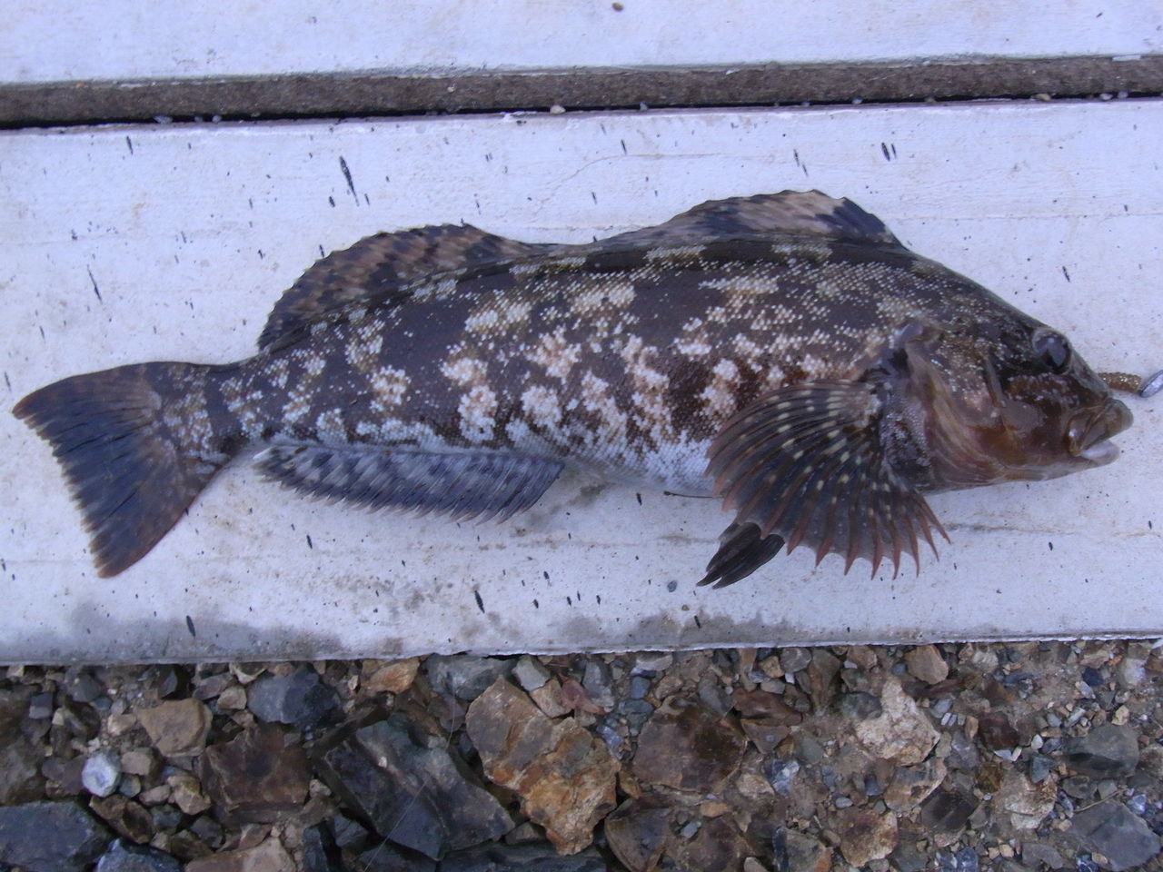 アイナメ 39cm 釣り好き兄弟の三陸釣り日記 アイナメ 39cm 釣り好き兄弟の三陸釣り日記