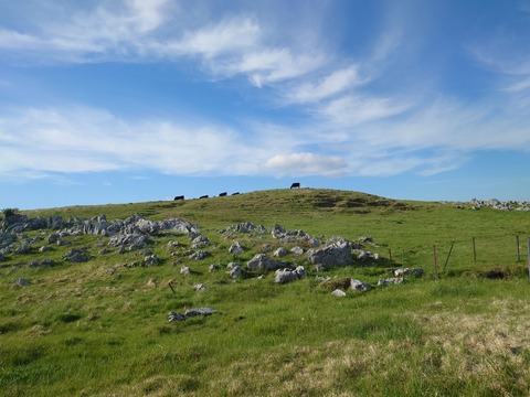 DSC_1307