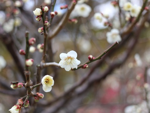 20210215153851_IMG_0050