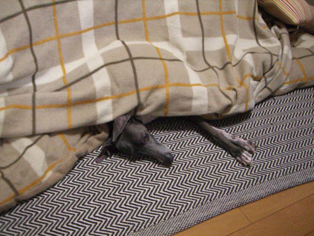 こたつでぬくぬく