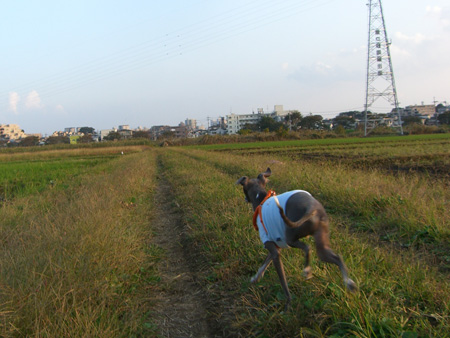 あぜ道
