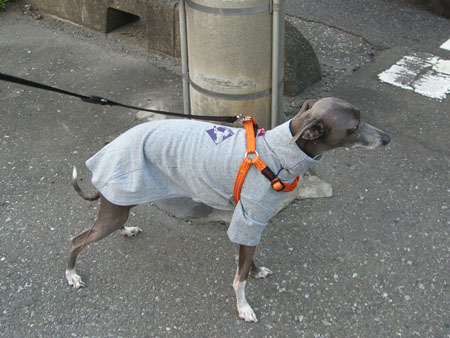 Tシャツ着て